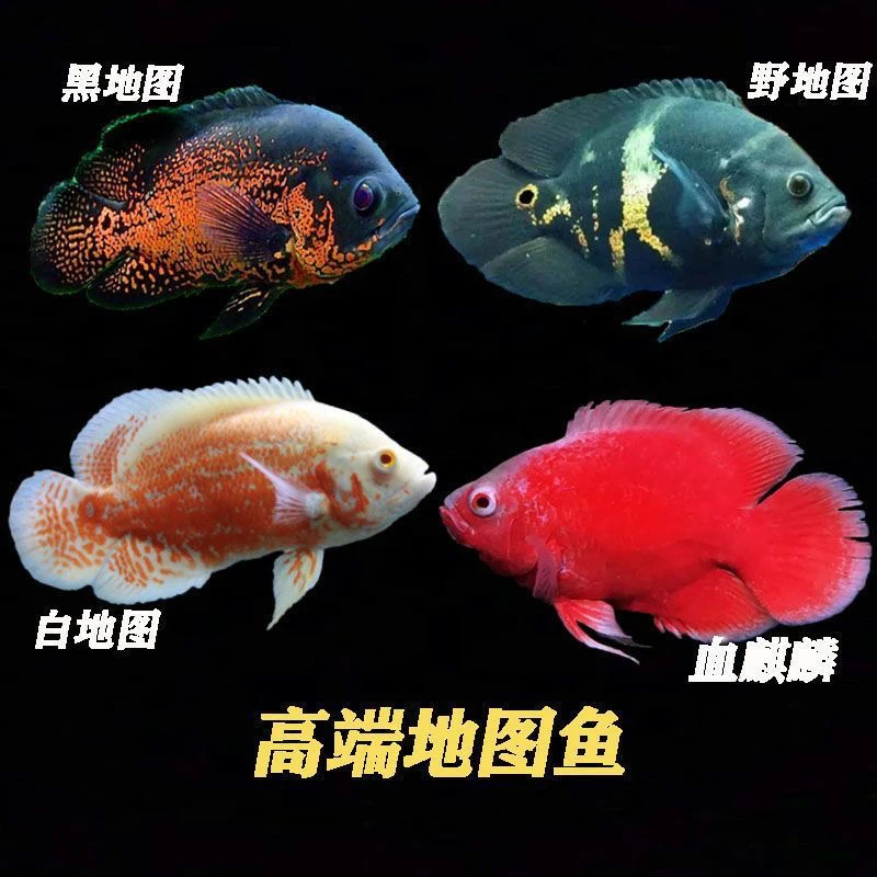 黑白地图苗血图苗野图地图鱼大全可混养热带淡水鱼中层鱼观赏鱼