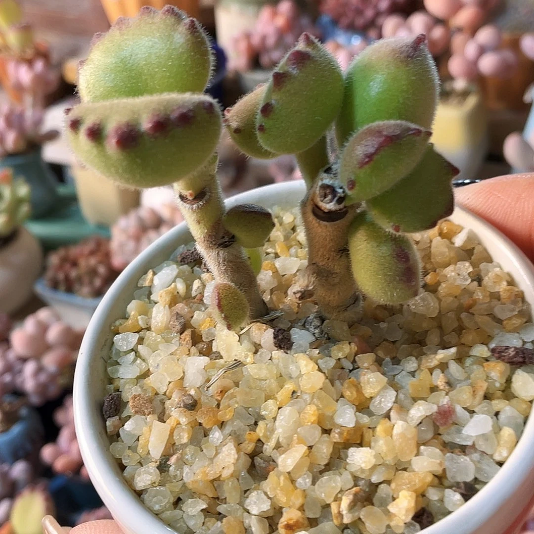 多肉植物的生长发育和生长