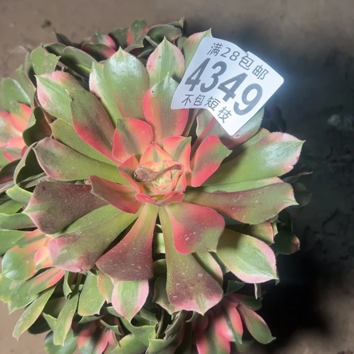 快***乐香妃多肉植物法师4349