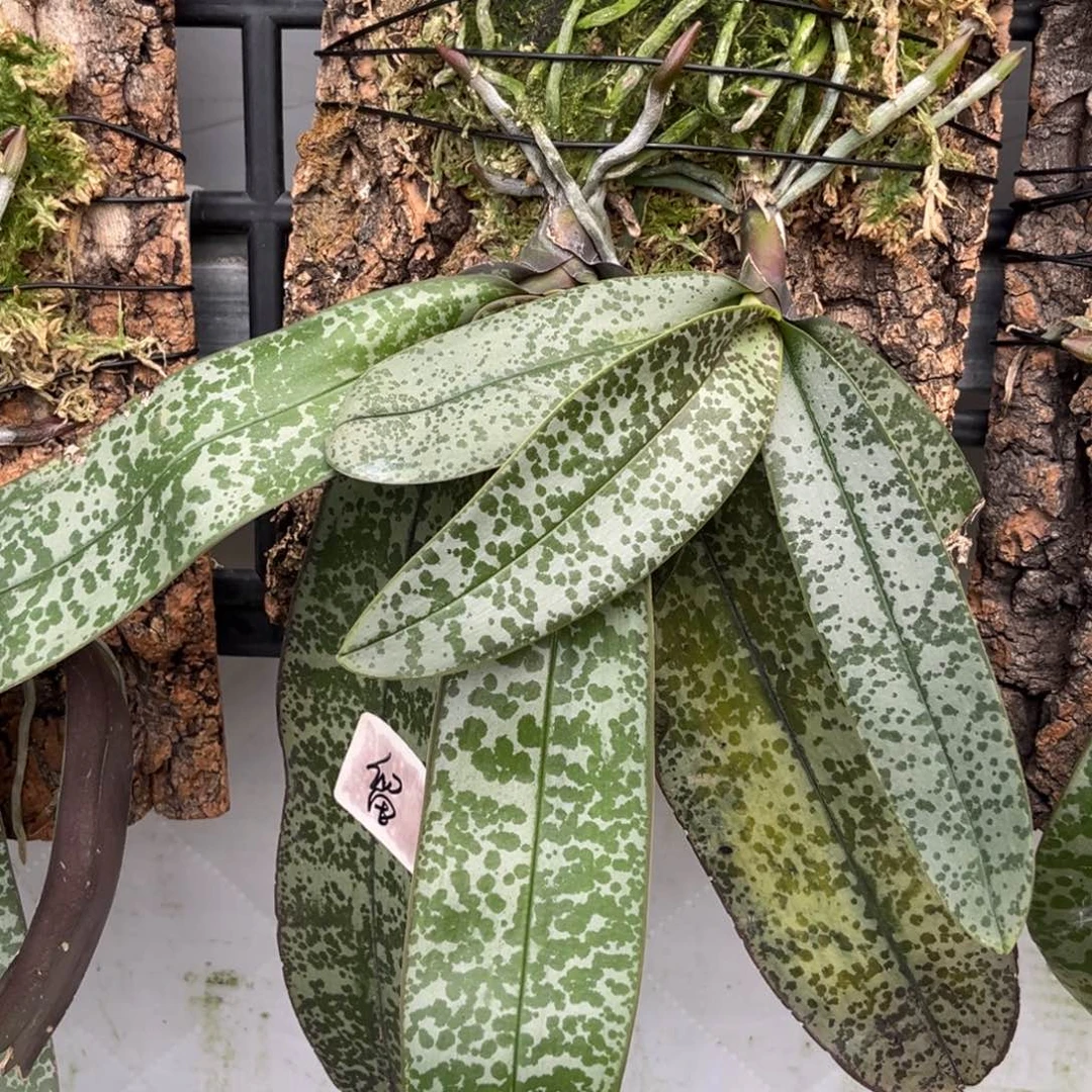 无花朵板值山採史苗