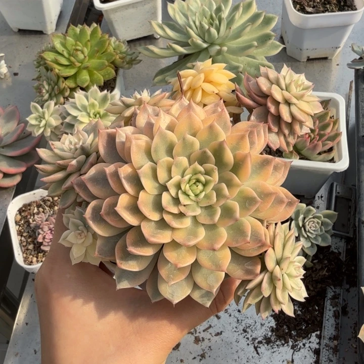 戴伦锦多肉植物精品
