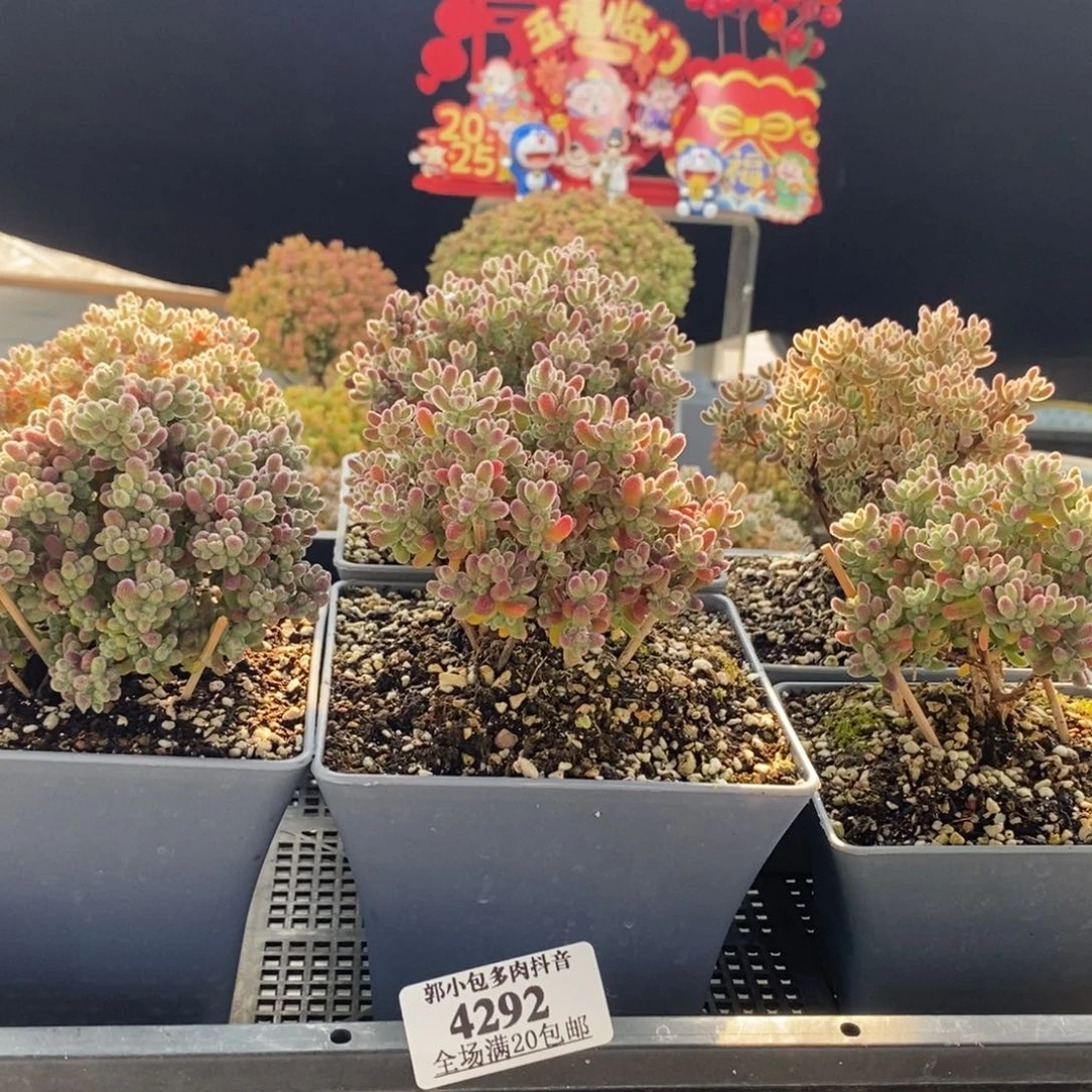 ਹ****、组合冰晶4292枝干番杏