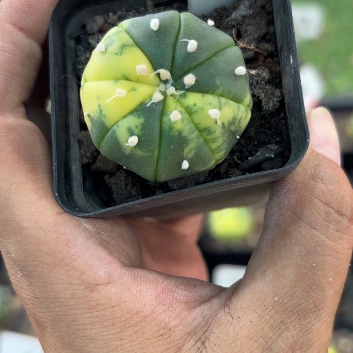 9947实生皮实好活