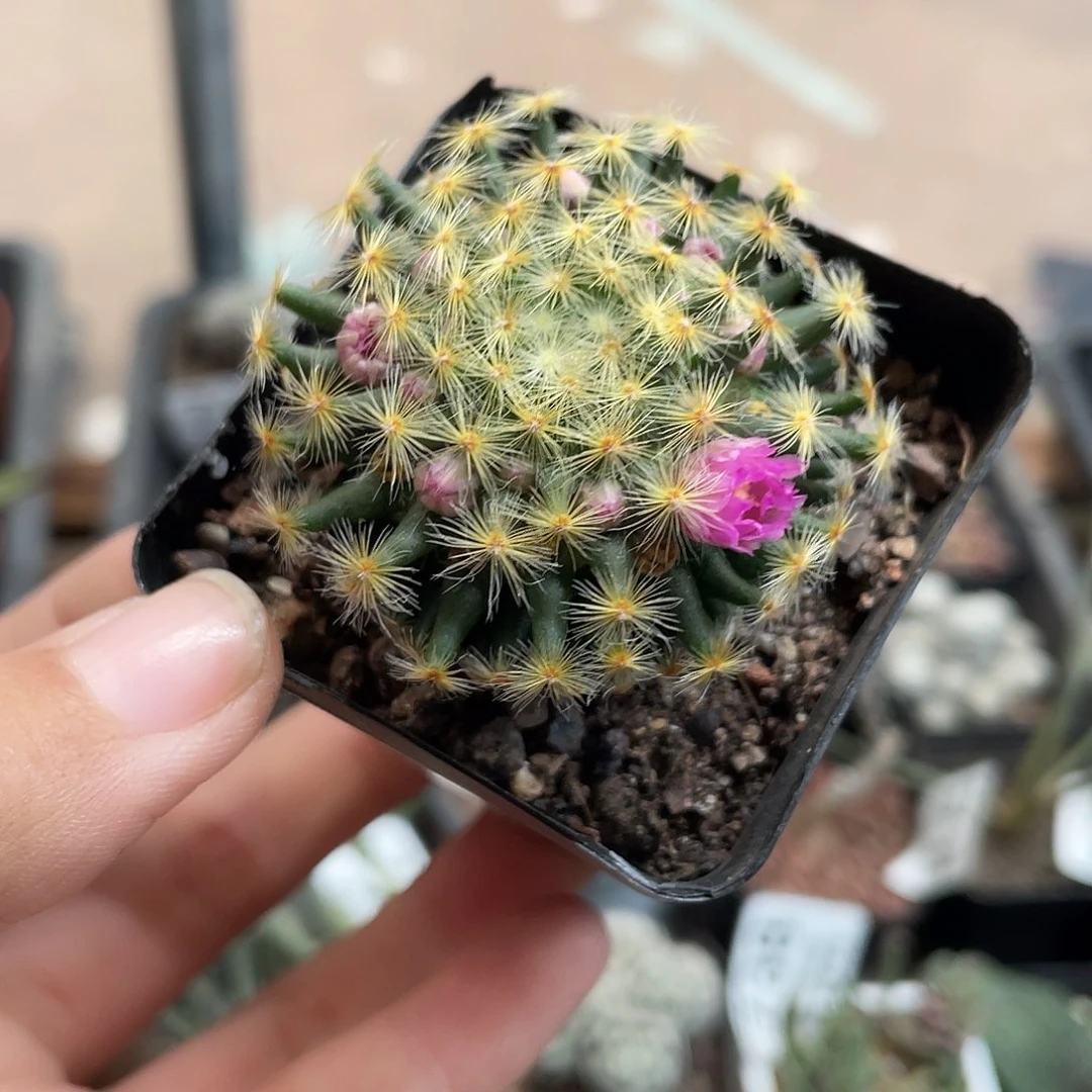 815明星（满18元包邮）