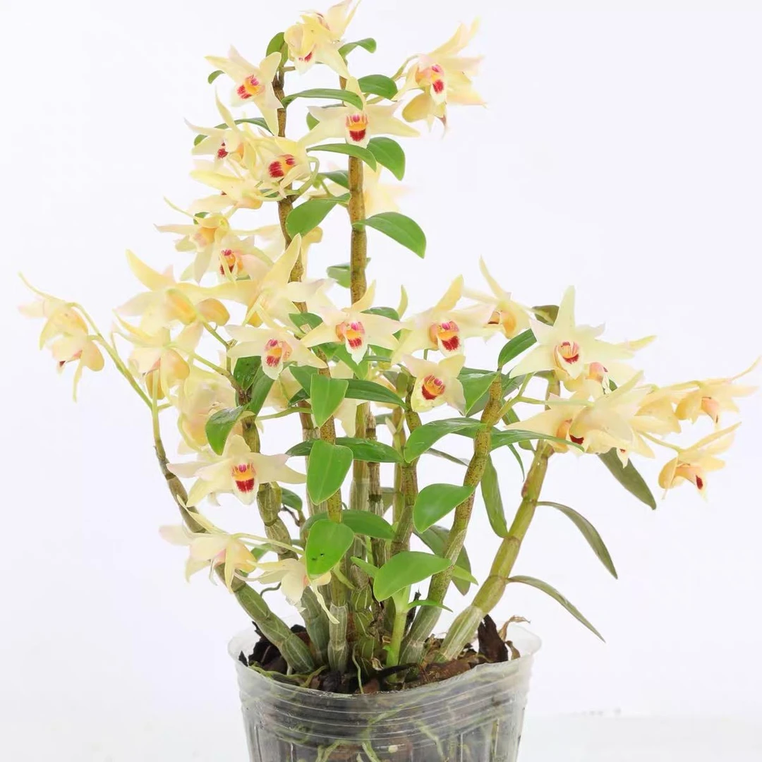 可食用观赏 霍山铁皮石斛红杆石斛苗种可开花 花卉室内客厅盆栽