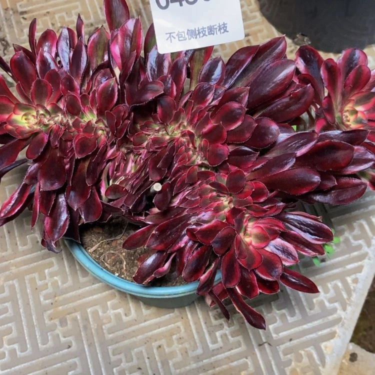 【闪购商品】❥****4506香奈儿多肉