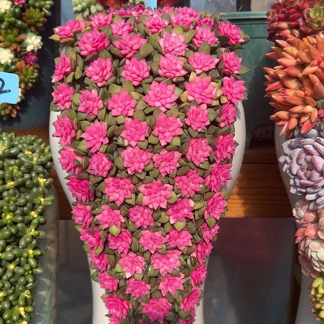 222紫心多肉组合花园