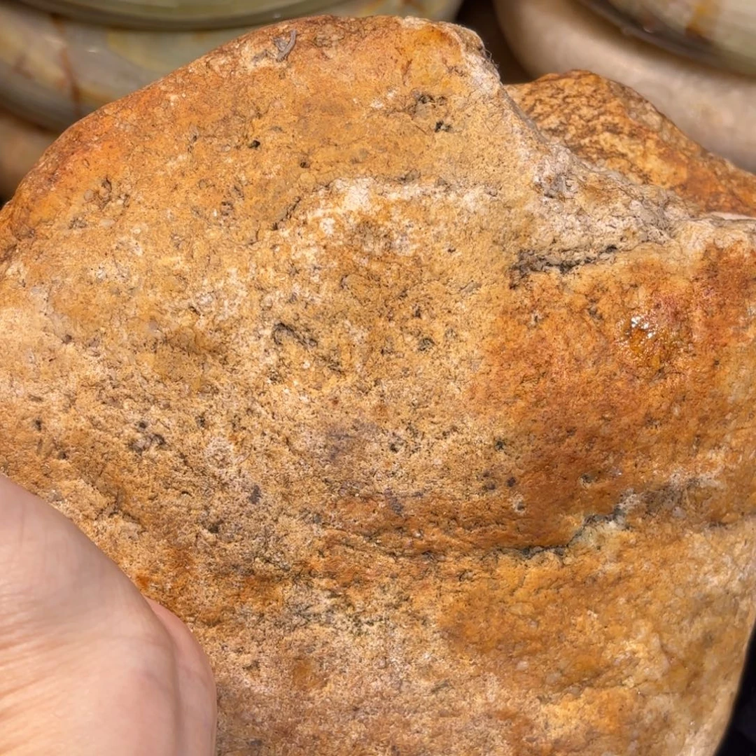 宠物龟不分公母黄蜡石