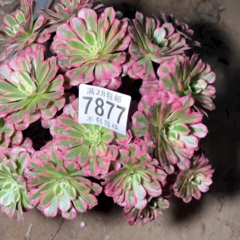 霁月多肉植物法师7877