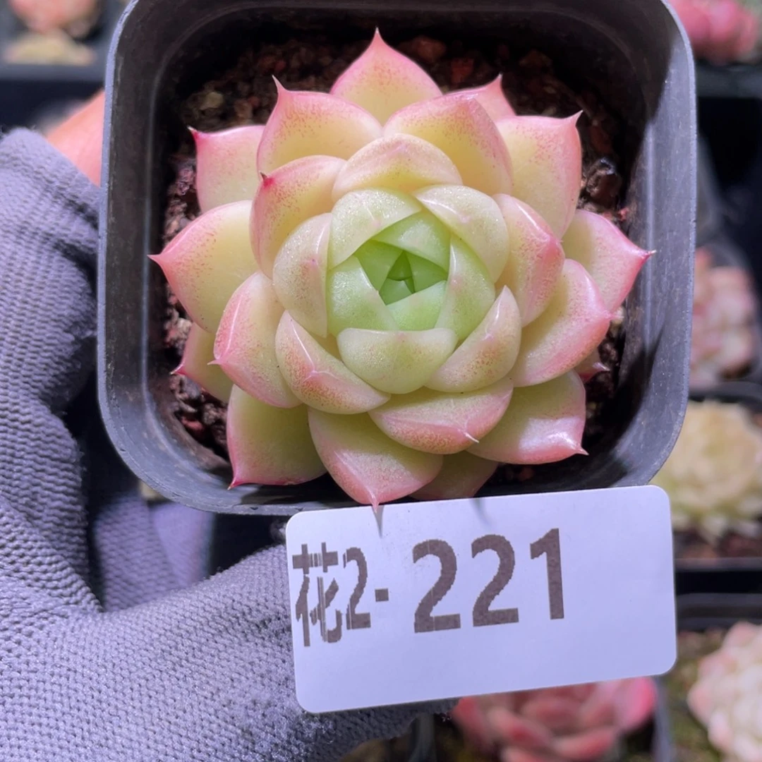 花利美 2-221麦秆