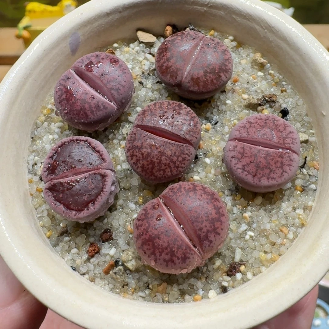 蘑菇1175酒红紫薰彩拼多肉植物