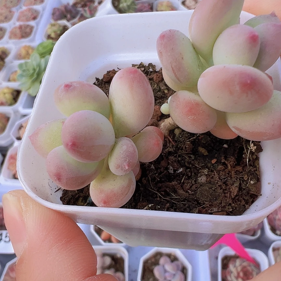 苹果奶19包邮多肉植物
