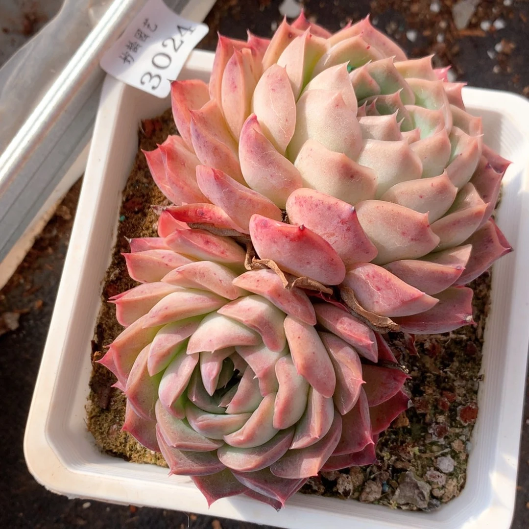 云*༊3024杂交多肉植物