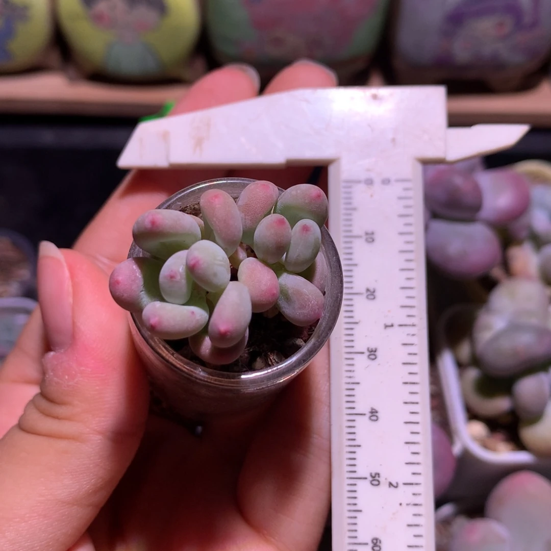 红宝石苹果奶酪多肉