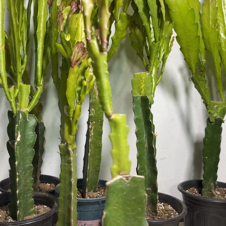 当前无花栽培后可以开花481