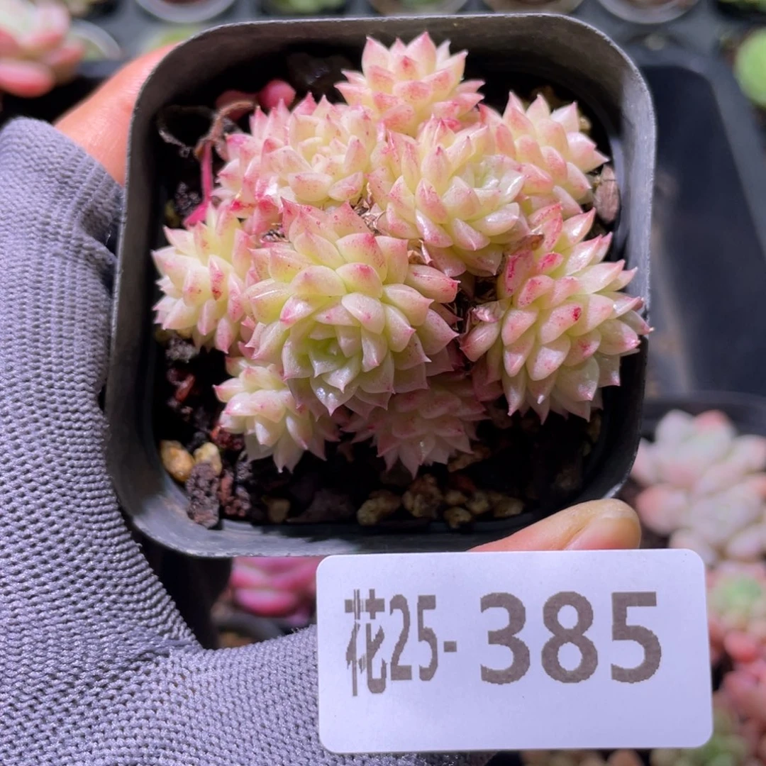 花利美25-385麦秆群