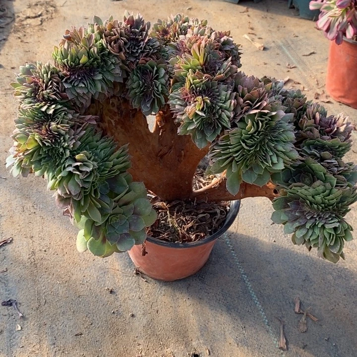 万圣节缀多肉植物4。