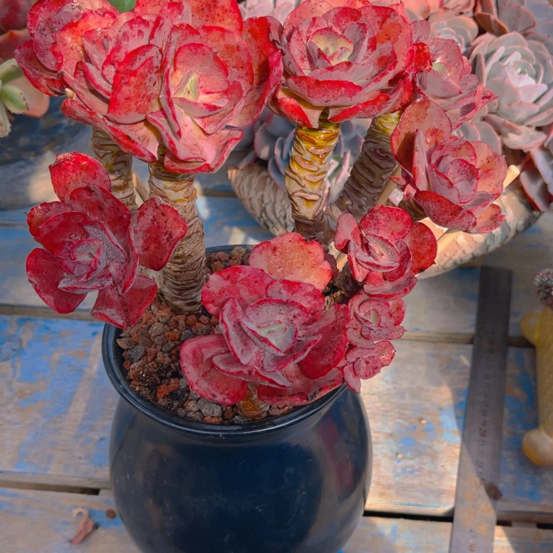 燕***子多肉植物组合盆栽植物