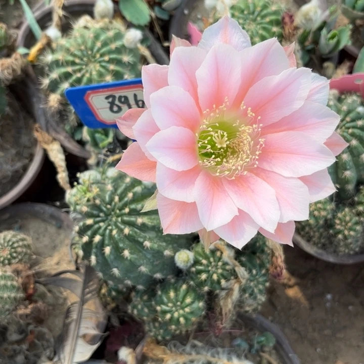 896，丽花11号。。。。