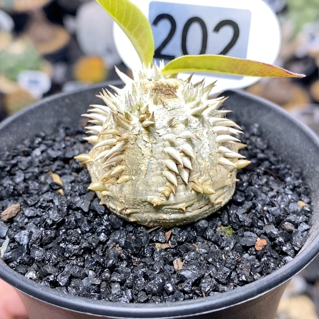 202号实生惠比须笑块根植物3.8cm