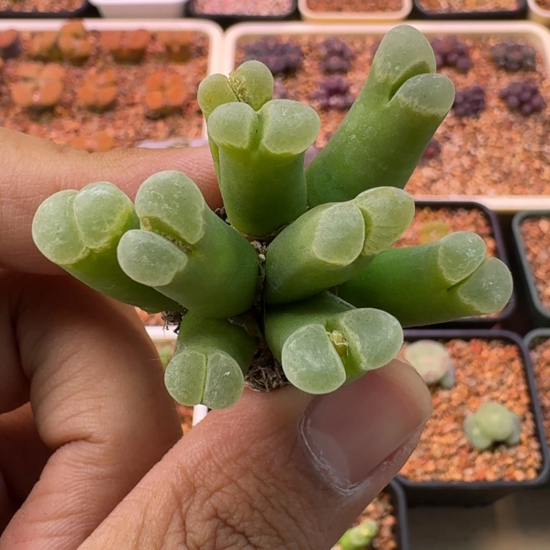 云缦精品番杏8.11骚粉天鹅绒九头七年母本