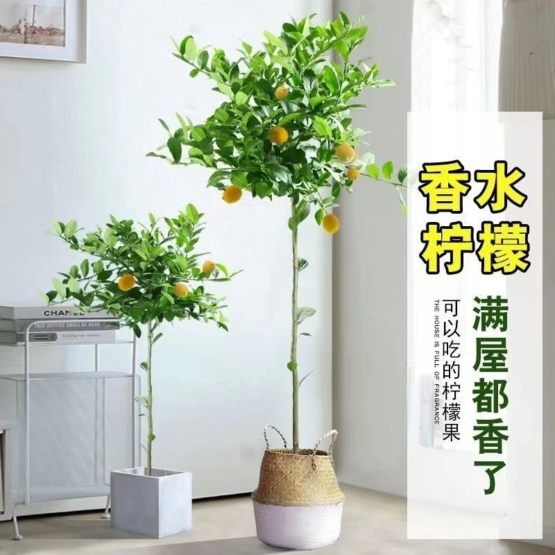 1.2米左右香水柠檬树盆栽绿植大型室内客厅落地植物吸甲醛阳台四