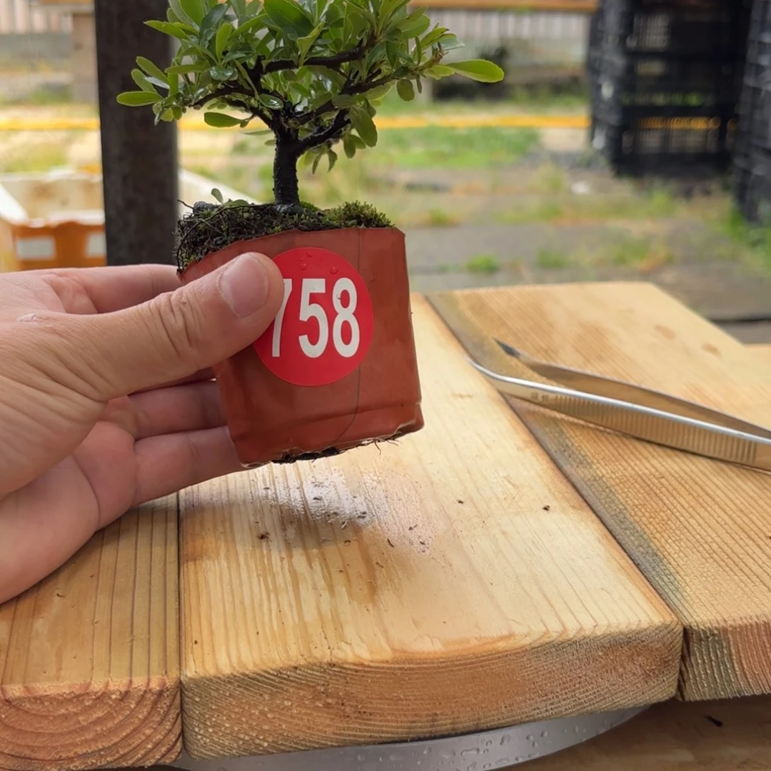 M***子大棚转让758号