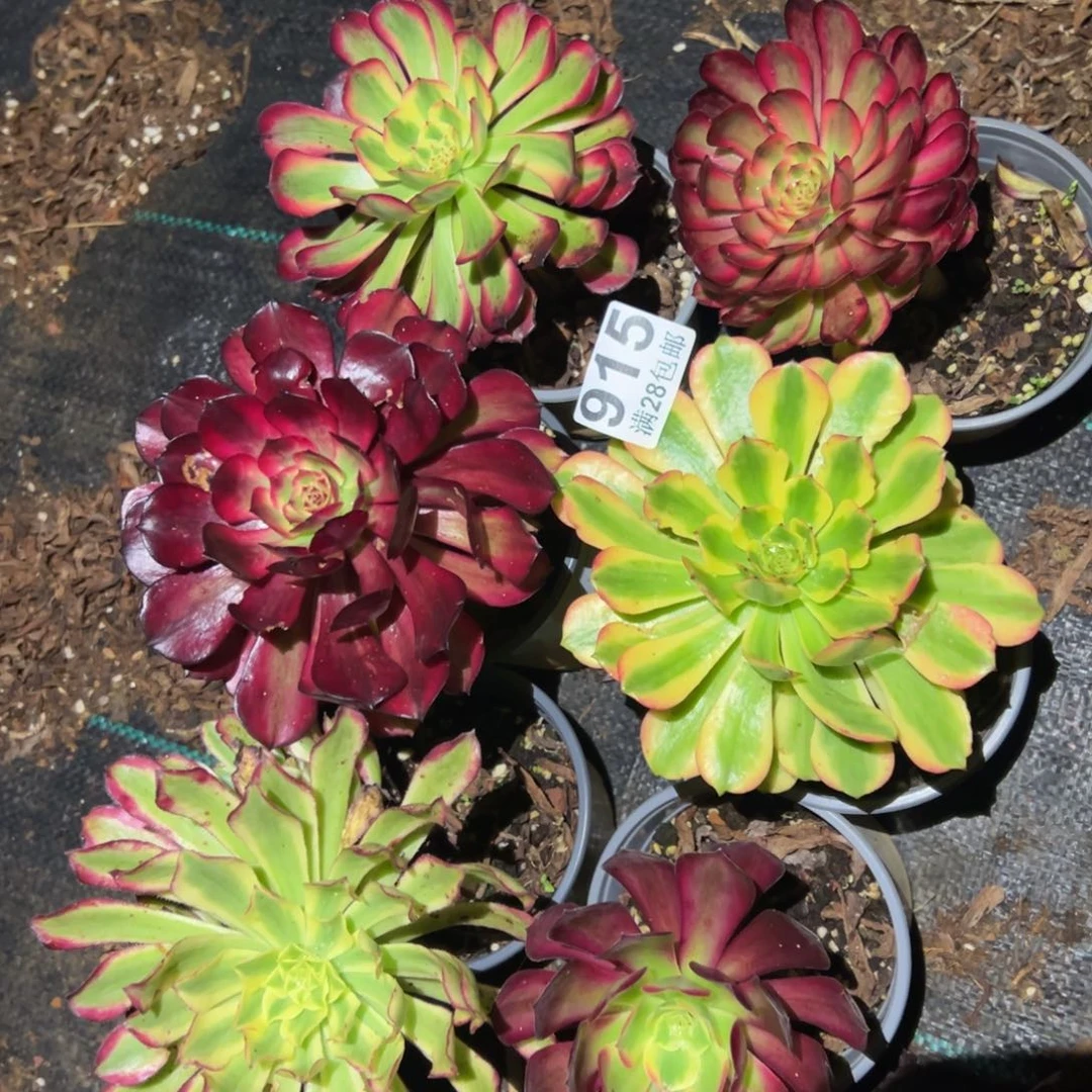 多肉植物915六颗的