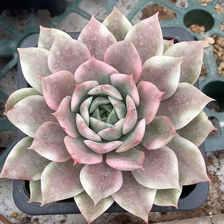 粉爱丽卡锦。锦龙园艺9