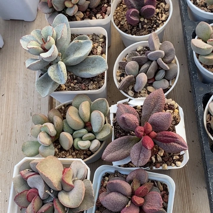 1871一组八颗一组