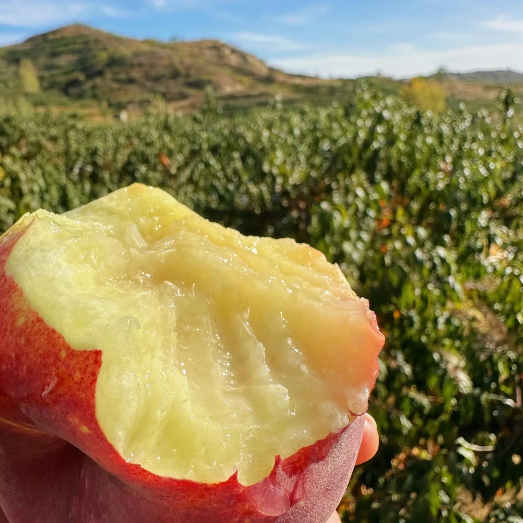 四川水密挑纯甜.10个4斤左右39.9桃子同城送四川省