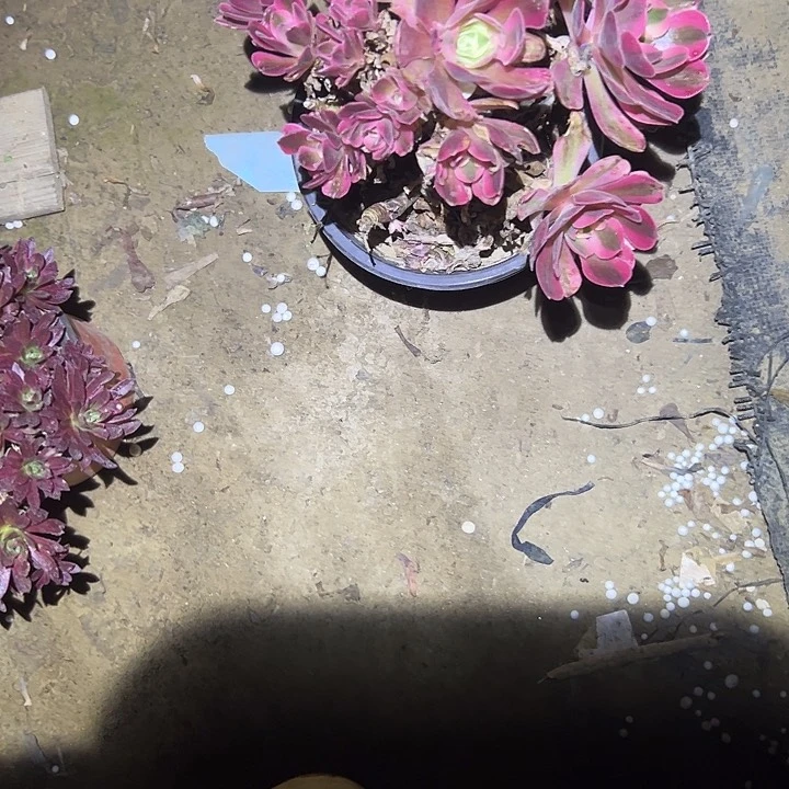 法师链接一物一拍51