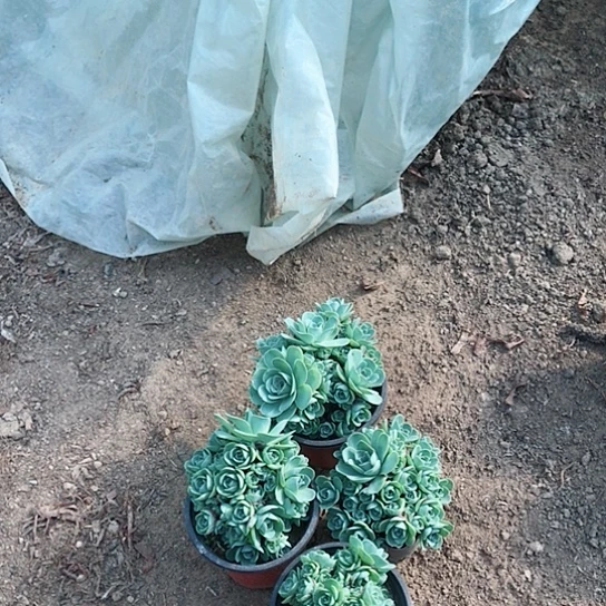 山地四盆多肉植物9