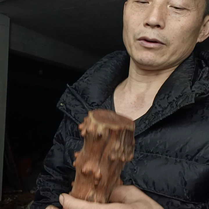 稳定木苏*蜜贵州檬子木   铁马鞭   根艺  半成品