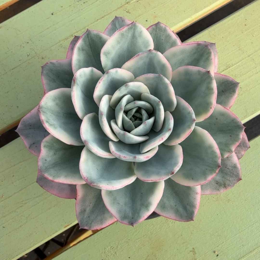 奶油黄桃锦锦上园艺一物一拍