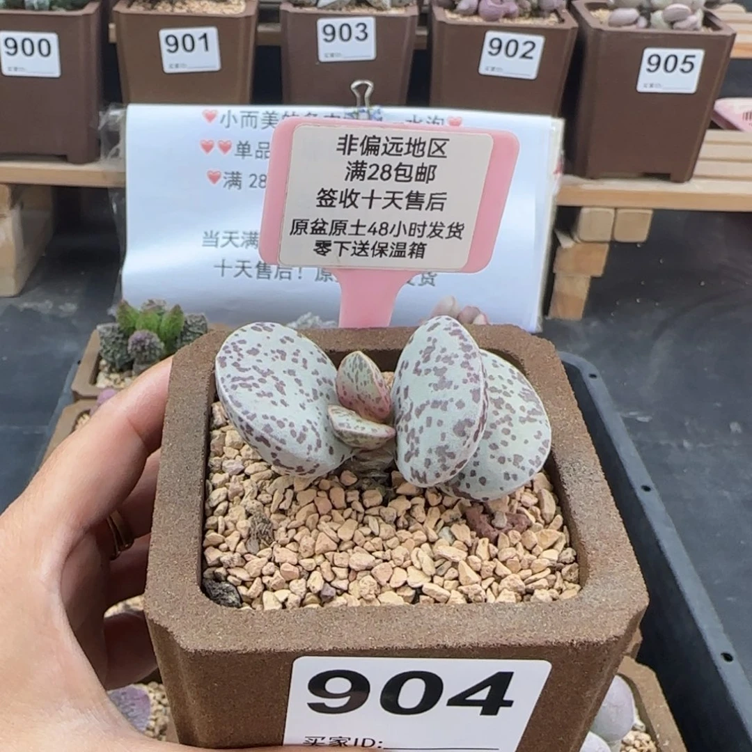 904花旦多肉植物