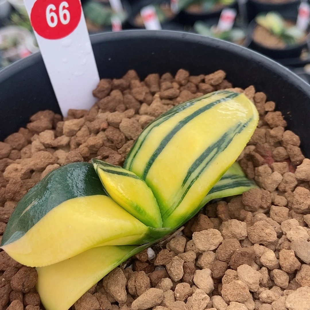 66卧牛实生锦带盆发货