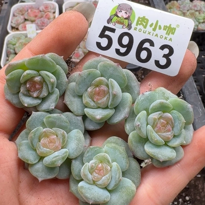 多肉植物多肉植物