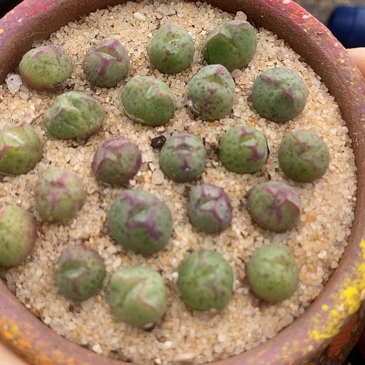 猪蹄单头一颗