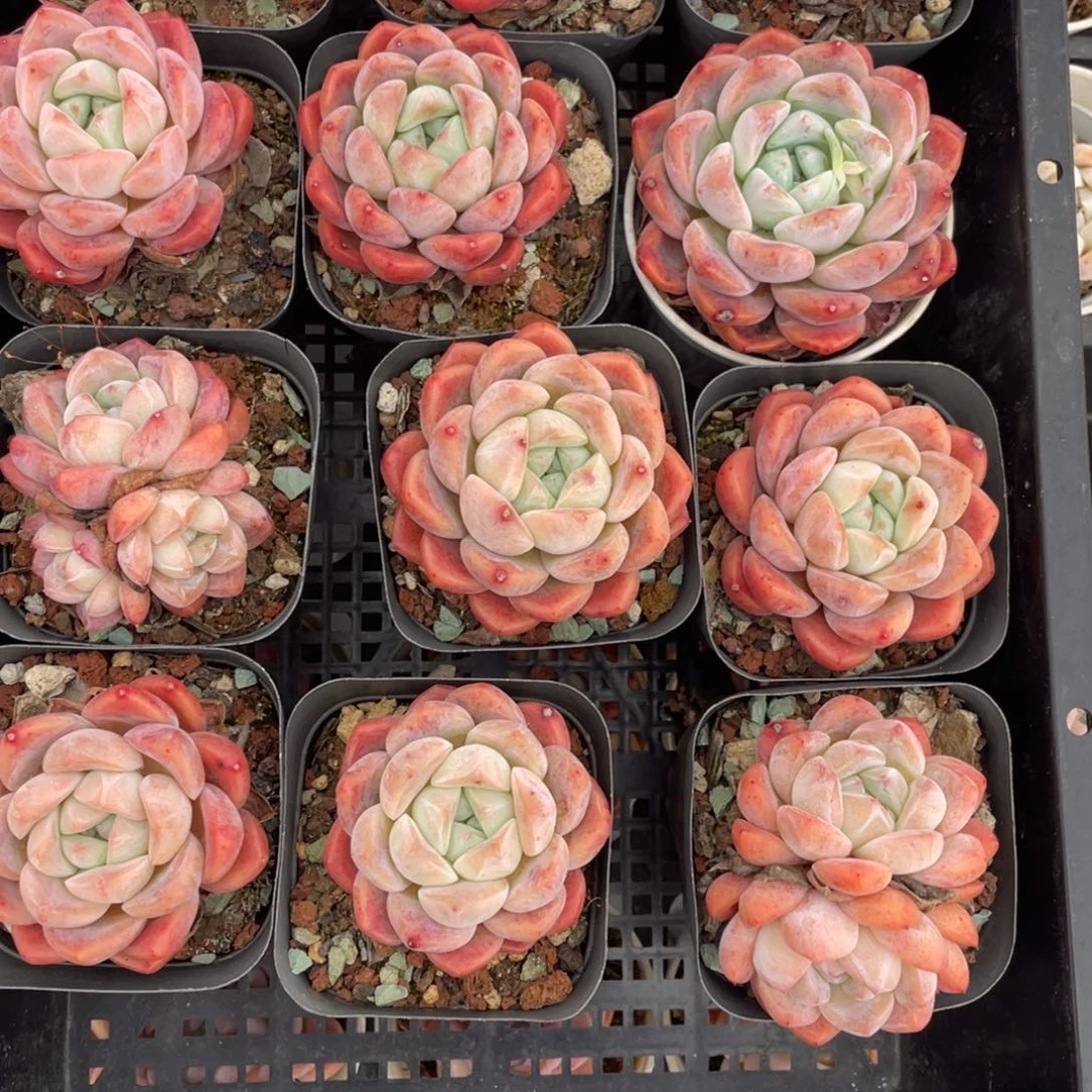 多肉植物十二个精品组017