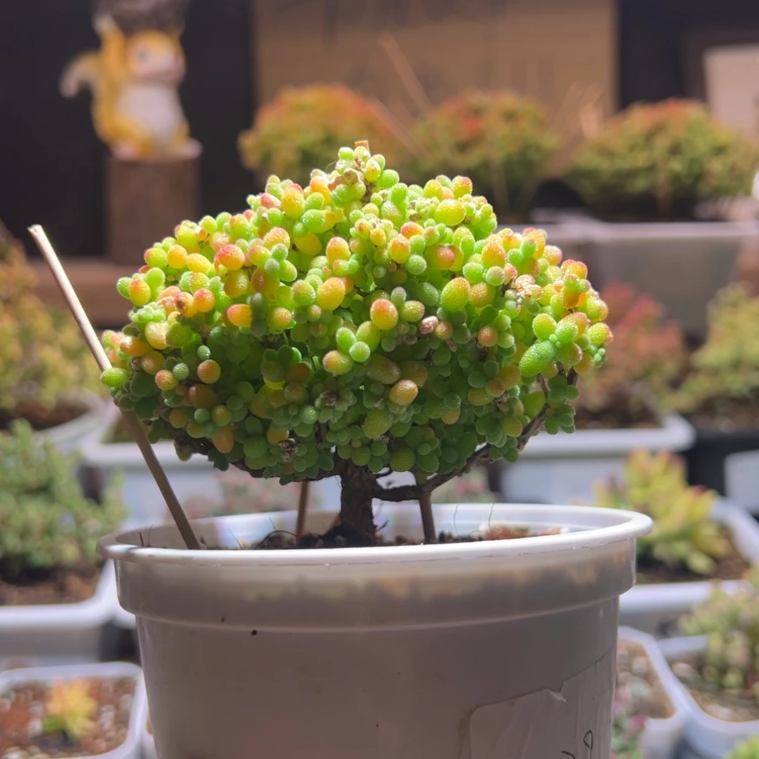 229金桔一物一拍包开箱