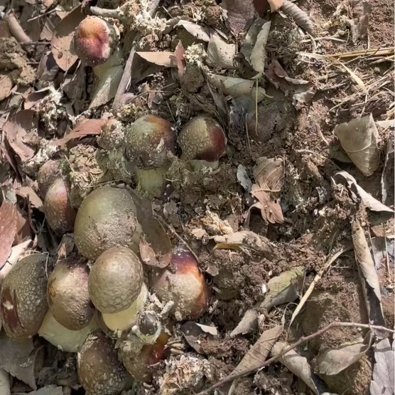 【顺丰包邮】淮安特产徐溜镇新鲜林地赤松茸健康美味口感超棒