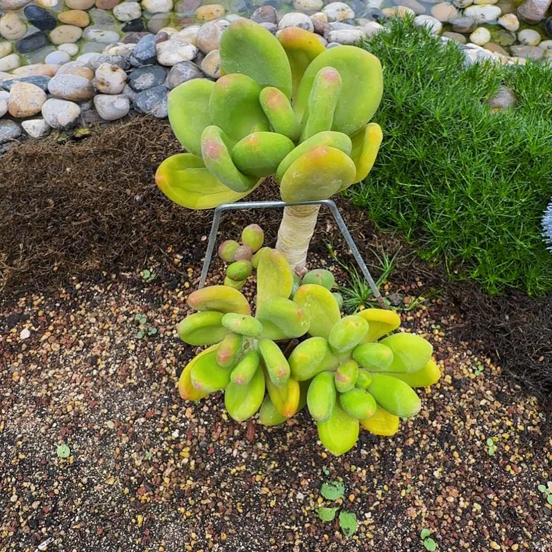 芒果奶 4头 一物一拍