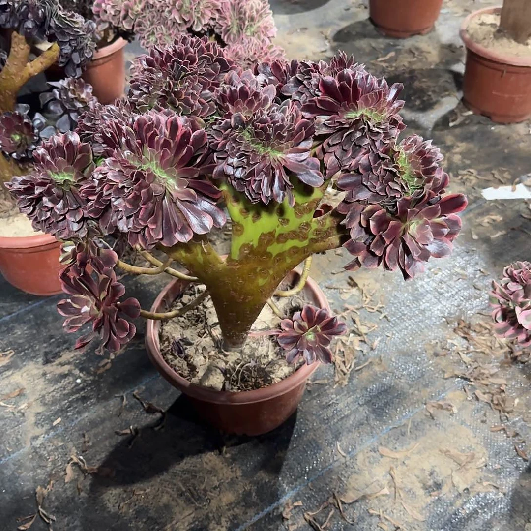 梦***院欧嘉莉缀化脱土发货