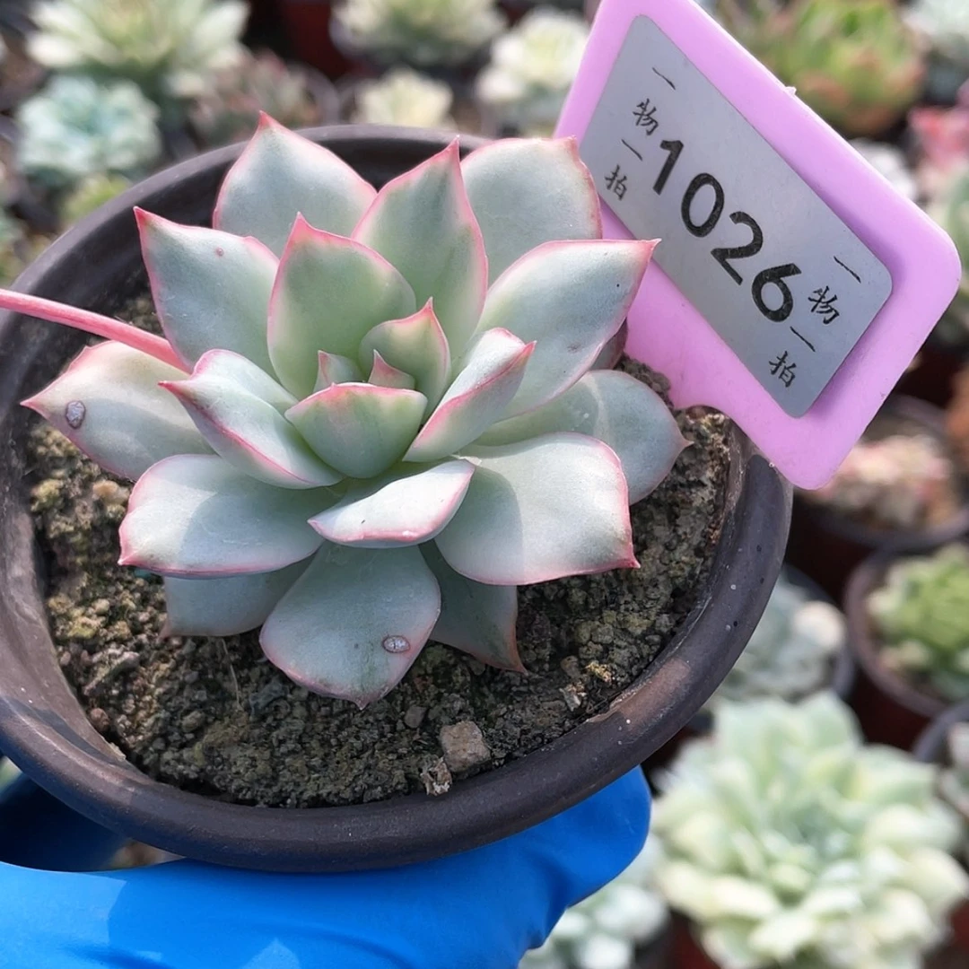 【闪购商品】无花朵1026号