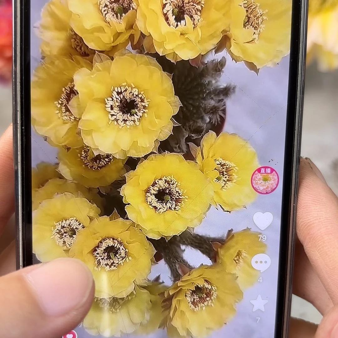 金刚黑喉黄瓜6公分左右