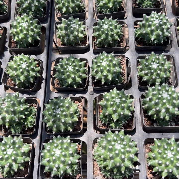 雪糕 满三单发货