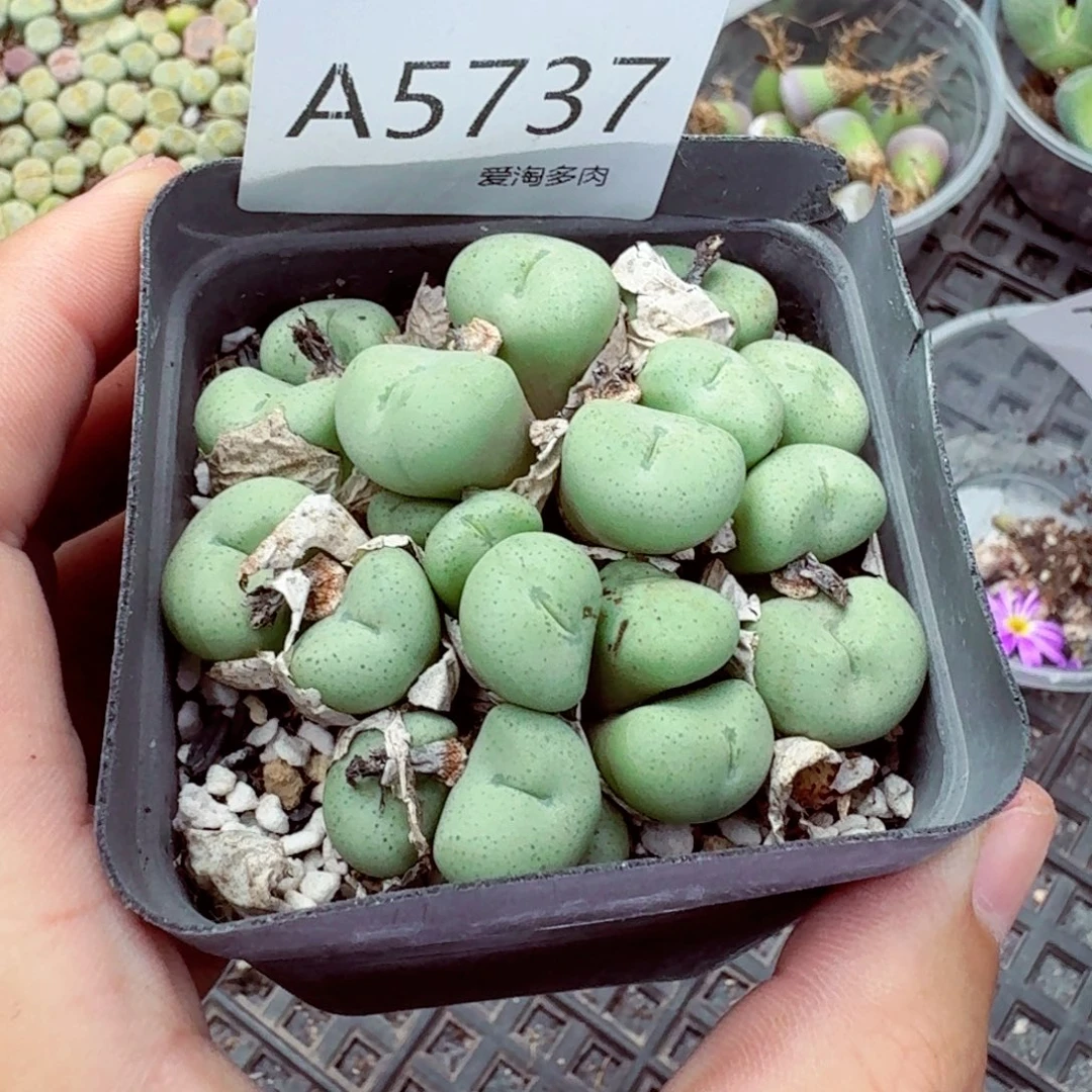 5737—生石花 生石花