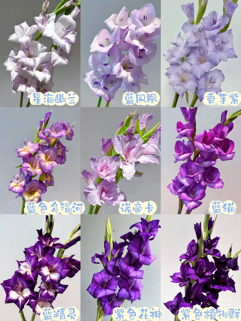 紫色系剑兰5支/10支   云南基地鲜花 直发   家养水养