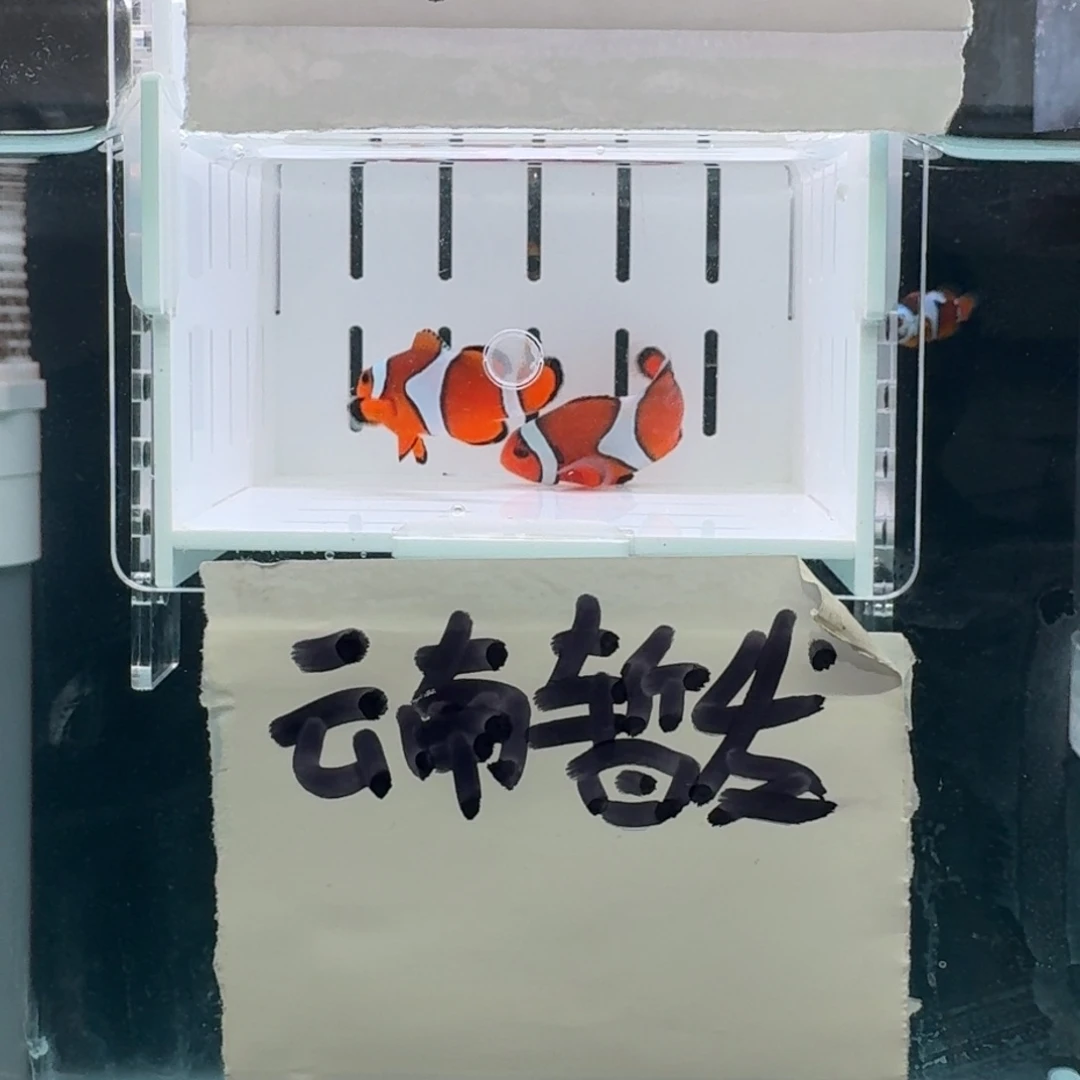 海水鱼4.5+配4厘米精品黑边公子一对